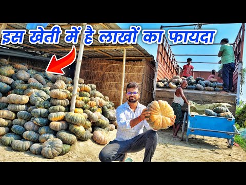 कम लागत में अधिक मुनाफे वाली खेती | kohra ki kheti | pumpkin farming