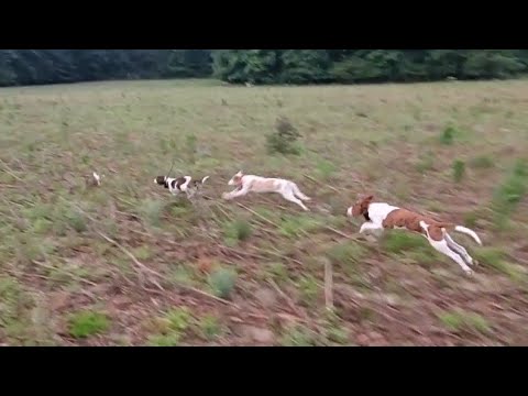 How I Train My Deer Dogs 2024!!!