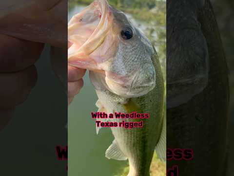 Bass Bank Fishing - Just DO THESE!! #shorts #fishing