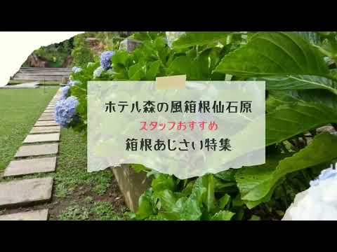 森の風 箱根仙石原 初夏あじさい特集