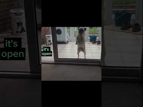 hilarious dumb pug, thinks he is locked out so cute it's the final brain cell audio