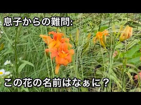 【野花の名前】初夏の散歩で息子から聞かれたお花の名前