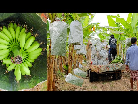 Chicken Egg Banana Planting Techniques to Harvest Supply the Chinese Market - Banana Farming