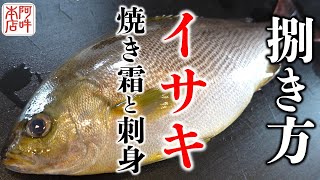 【旬】イサキの簡単な捌き方！