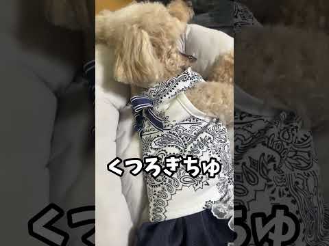 くつろぎわんこ暑くなってきた #犬 #いぬのいる生活 #shorts