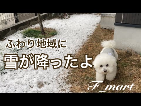 ふわり地域に雪が降ったよ　ｰビションフリーゼ犬ｰ