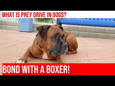 How to Manage a Boxer's Prey Drive