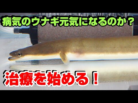 うなぎの病気は治るのか！？治療してみる！！頑張れ、うな六郎！