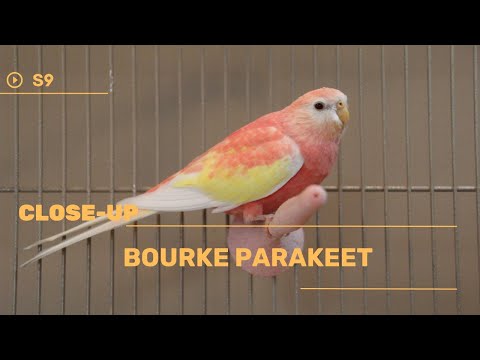 👉 S9 Bourke parakeet - Neopsephotus bourkii | Papagalul Bourke