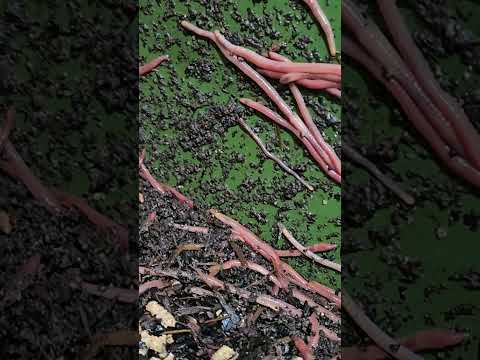 #hungrybin #vermicomposting #redwigglers #farming #vermicompost #wormcastings #wormfarming