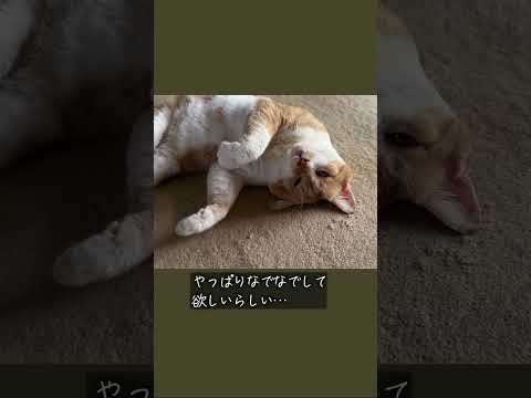 縁側ねこ コタの思い出｜なでなでして欲しいポーズ！？