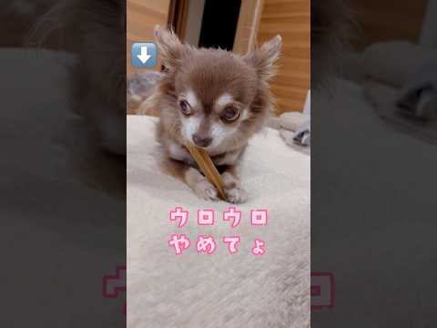 ウロウロやめてょ‼️💢🐶