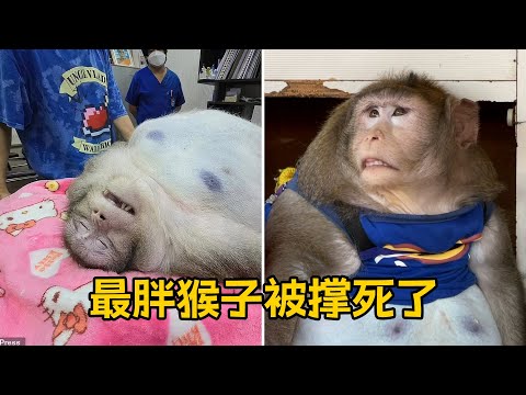 猴子无节制饮食体重19公斤 被冠以最胖猴子称号