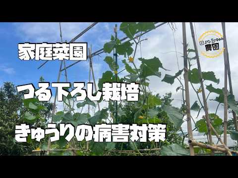 【きゅうり】の【つる下ろし栽培】　育て方と病害対策　【農家の家庭菜園】【有機】