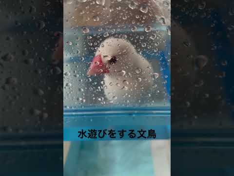 #文鳥　#ぶんちょう