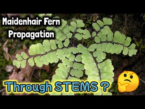 How to PROPAGATE MAIDENHAIR FERN from STEMS by Anak Bukid