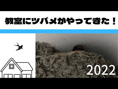 ツバメ日記