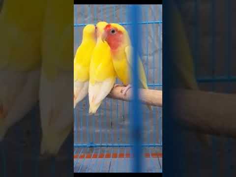 #lovebird #pet 🥰🥰🥳🥳😍Plz subscirbe my chennal