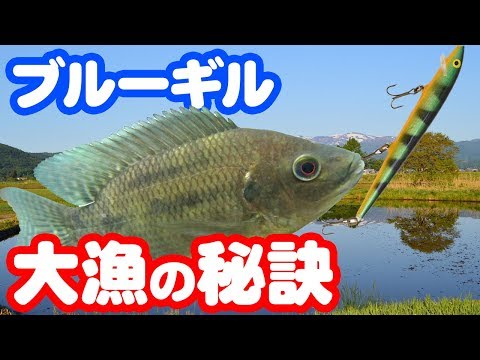 【魚図鑑　ブルーギル】初心者釣り方紹介！ルアーでブラックバスと狙う！フライでも釣れる？