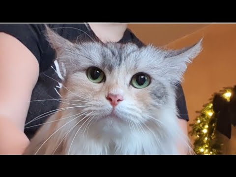 🐱💖✂️ Lovely Siberian Cat Grooming #siberiancat #catgrooming #catlover #grooming #cutecat #catlovers