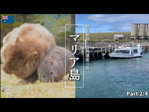 オーストラリア🇦🇺隠れ人気スポットマリア島がヤバい！inタスマニア　Part3