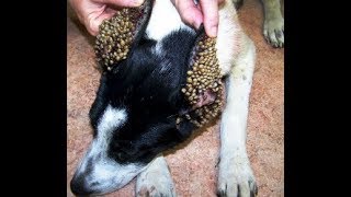 動物！犬の耳に潜むダニ・野良犬にダニ10000匹ビックリ映像・ナレーション読み聞かせ・