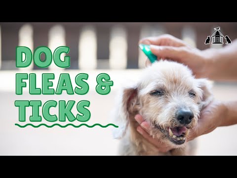 Dog Fleas & Ticks