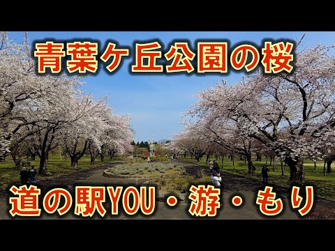 道の駅YOU・游・もり 青葉ヶ丘公園の桜2023/4/25