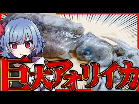 【お料理】レミリアは巨大アオリイカでイカフライを作りたい！！【ゆっくり実況】