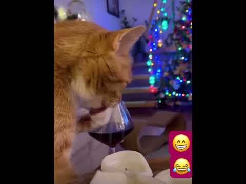 Drunken Cat 🐈🐈‍⬛🙀😂😂 #catentertainment #cat #funnycats