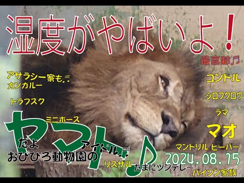 おびひろ動物園　気温より湿度が・・・ヤマトとマオとジャックが大変元気ですよ♪仲間たちもたくさんいるよ♪