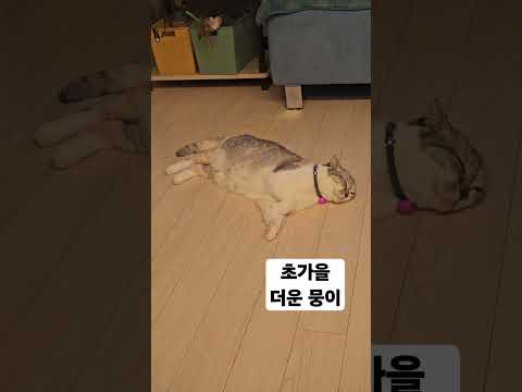 #고양이 #cat #스코티쉬폴드