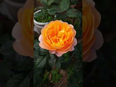 Rose flowers in bloom