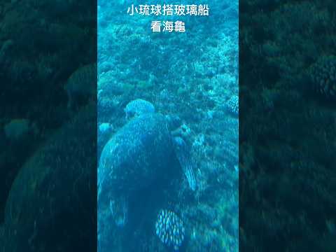 屏東小琉球搭玻璃船賞海龜～