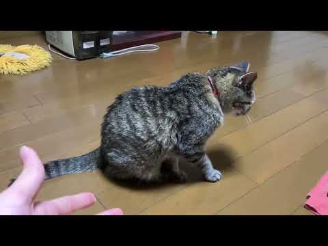 ヘビフロッグとおろちんゆーに絡まれる猫【声マネ】