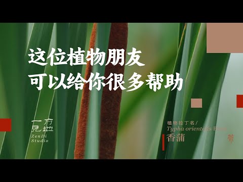 香蒲,这个野外的朋友会给你很多的帮助#一日一植物