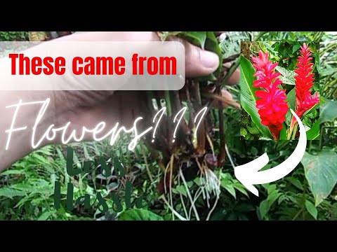 Easy Red Ginger Propagation from Flowers Complete Guide + Care Tips