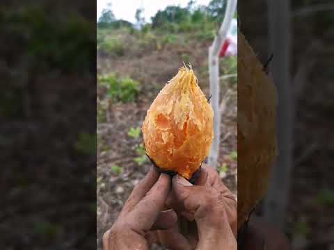 natural life toast sweet potatos