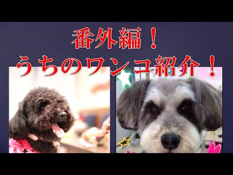 番外編！うちのワンコたち編！ご要望がございまして動画アップしますね　ミニチュアシュナウザー、トイプードル