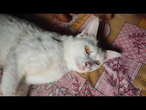 Sleeping Cat Responds to his name "momo"