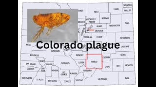 Human plague case investigated in Colorado