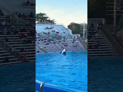 🐳 Orca Encounter | SeaWorld San Diego #shorts