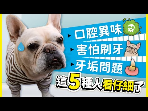 毛孩口腔異味、害怕刷牙、牙垢問題/  這5種人看仔細了｜東仔廣播  Feat. 害淨犬貓免洗牙膏