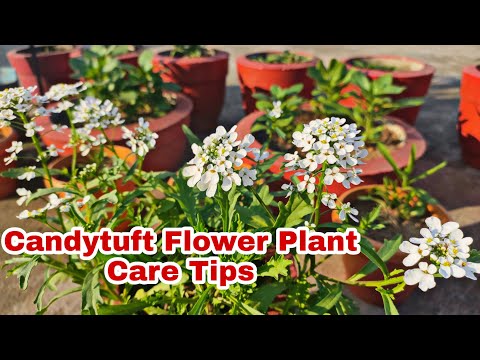 How To Grow And Care Candytuft Flower Plant //कैंडीटफट् फ्लावर प्लांट की देखभाल कैसे करैं