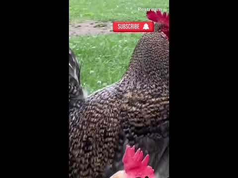 Funny video, can you imagine this chicken calling its owner by her name?