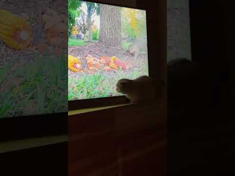 Cat TV