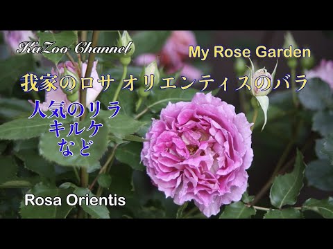 我が家の【ロサ オリエンティス】の【バラ】＃ロサオリエンティス＃ロサオリ＃リラ＃キルケ＃薔薇＃ばら＃バラ＃Rose＃シェエラザード＃ロマンチックチュチュ＃リュシオール＃アリュマージュ＃ライラ