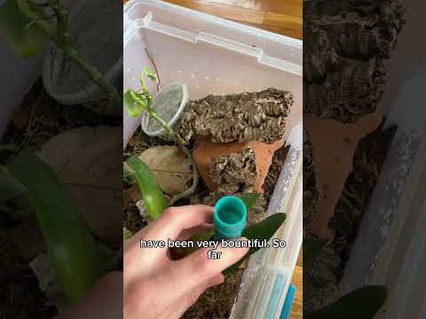 Gecko chirps at me while I look for eggs