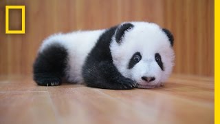 Raising Cute Pandas: It's Complicated | National Geographic