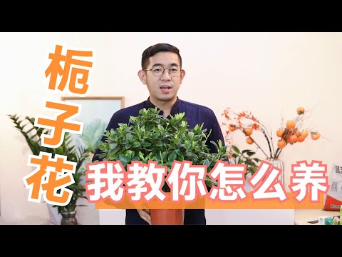 栀子花怎么养？园艺师教你，轻松学会养栀子花